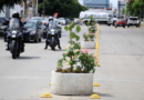 Refuerza Municipio acciones de embellecimiento de camellones en avenidas principales